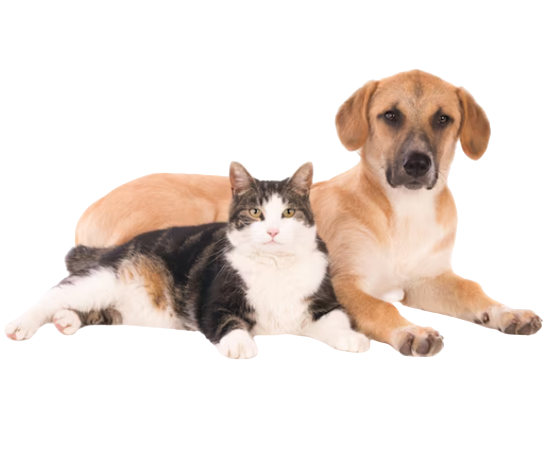 a dog and cat lying together