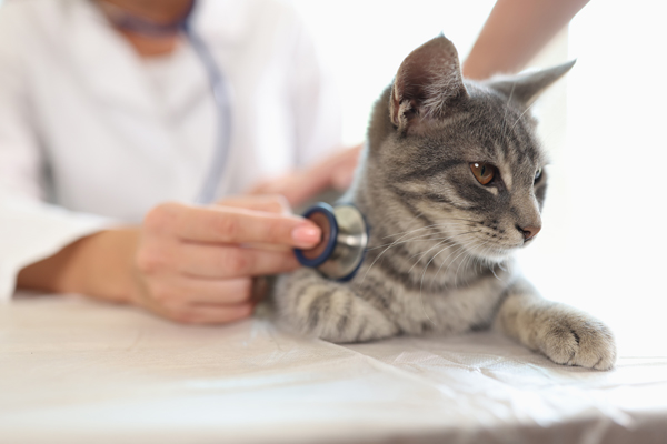 a person using a stethoscope to check a cat's ears