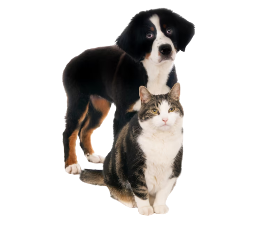 a dog and cat standing together