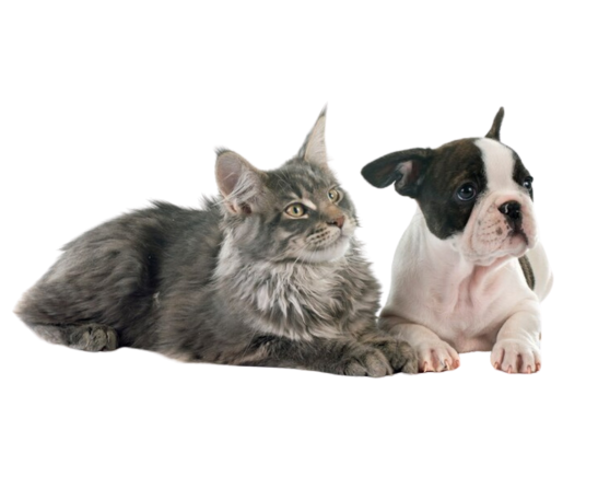 a cat and dog lying together