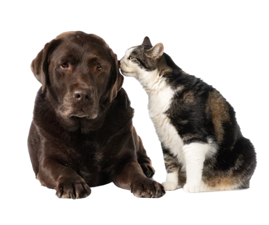 a cat touching a dog's face