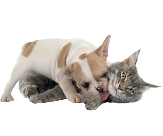 a dog biting a cat