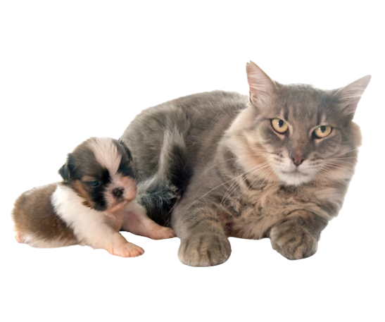 a cat and puppy lying together