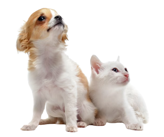 a dog and cat looking up